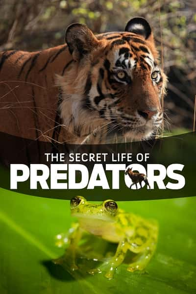 [国家地理] 掠食动物生存战 / secret life of predetors-纪录片资源1080P/720P/360P高清标清网盘迅雷下载