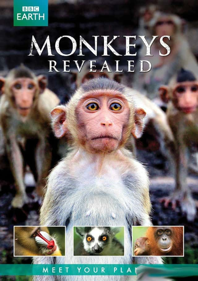 [BBC] 猴子大观 / Monkeys Revealed-纪录片资源1080P/720P/360P高清标清网盘迅雷下载