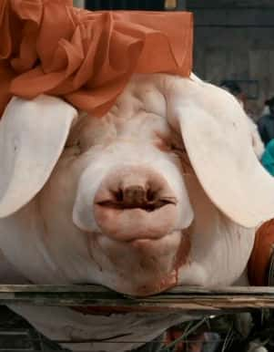 [BBC] 猪之歌 / Oink: Man Loves Pig-纪录片资源1080P/720P/360P高清标清网盘迅雷下载