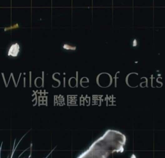 [Discovery] 猫咪的狂野一面 / Wild Side of Cats-纪录片资源1080P/720P/360P高清标清网盘迅雷下载