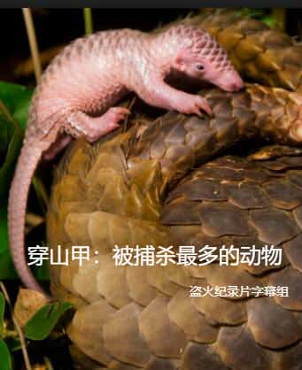 [BBC] ɽףɱĶ / Pangolins The Worlds Most Wanted Animal-Ѹ