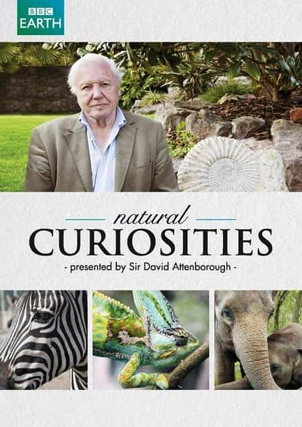 [BBC] ȻȤ һ / David Attenborough's Natural Curiosities Season 1 / Ȼ -Ѹ