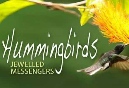 [] 񣺱ʯʹ / Hummingbirds Jewelled Messengers-Ѹ