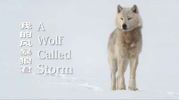 [BBC] Ȼ磺֮籩 / The Natural World: A Wolf Called Storm-Ѹ