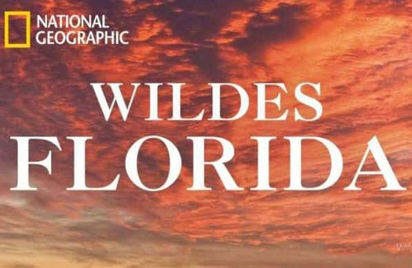 [ҵ] ҰԷ / Wild Flordia-Ѹ