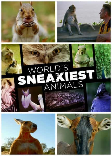 [BBC] ƻĶ / World's Sneakiest Animals-Ѹ