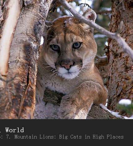 [BBC] ɽʨߵصĴè / Mountain Lions: Big Cats in High Places-Ѹ