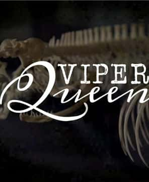 [ҵ] Ů  / Viper Queens-Ѹ