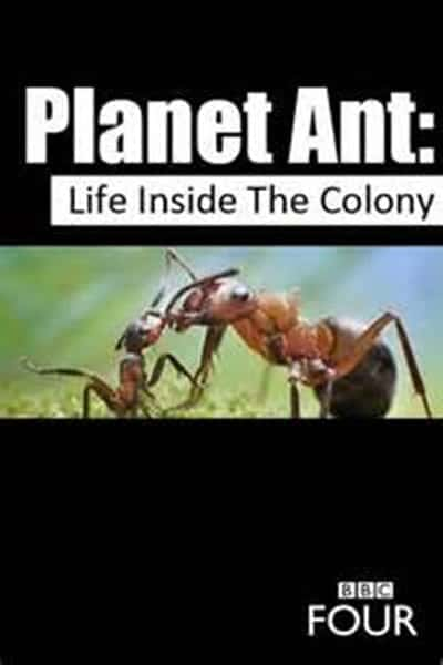 [BBC] 蚂蚁星球 / Planet Ant: Life Inside the Colony-纪录片资源1080P/720P/360P高清标清网盘迅雷下载