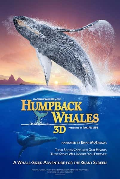 [Discovery] 座头鲸 / Humpback Whales-纪录片资源1080P/720P/360P高清标清网盘迅雷下载