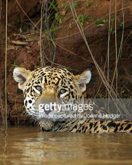 [国家地理] 巴西秘境-潘塔纳尔 / wild Pantanal-纪录片资源1080P/720P/360P高清标清网盘迅雷下载