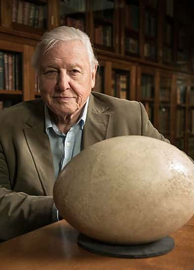 [BBC] 爱登堡领略大型鸟类 / Natural World: Attenborough’s Big Birds-纪录片资源1080P/720P/360P高清标清网盘迅雷下载