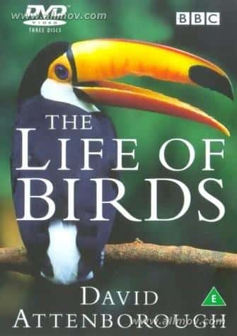 [BBC] 野鸟世界 / The Life of Birds / 飞禽传奇-纪录片资源1080P/720P/360P高清标清网盘迅雷下载