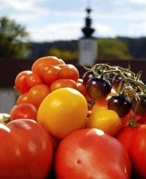 [CCTV] 番茄的胜利 / Triumph of the Tomato-纪录片资源1080P/720P/360P高清标清网盘迅雷下载