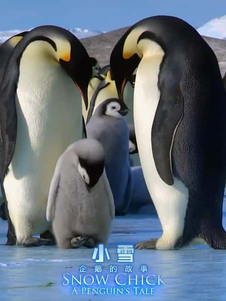 [BBC] 帝企鹅宝宝的生命轮回之旅 / Snow Chick - A Penguin's Tale-纪录片资源1080P/720P/360P高清标清网盘迅雷下载