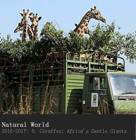 [BBC] ¹޵ / Natural World - Giraffes: Africa's Gentle Giants-Ѹ