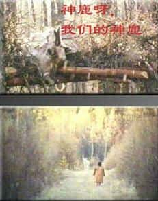 纪录片《神鹿啊，我们的神鹿 Fading Reindeer Bell》全集[720P][有字幕][网盘]