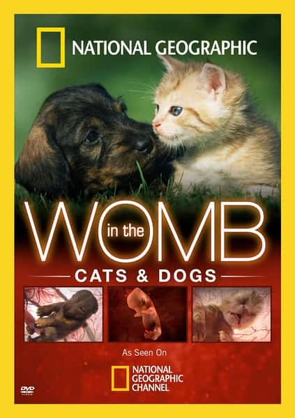 国家地理纪录片《子宫日记：猫与犬 In the Womb: Cats and Dogs》全集[720P][有字幕][网盘]