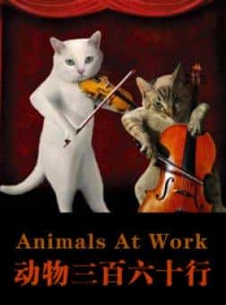 BBC纪录片《动物打工记 / Animals at Work》全集-高清完整版网盘迅雷下载