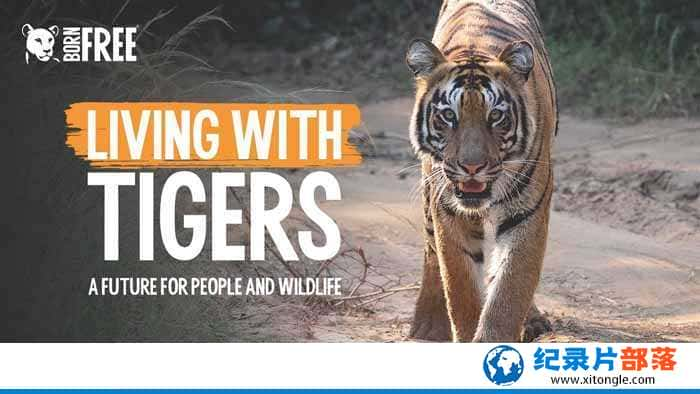 ̽ƵҰ¼ƬХ ϻ԰ Living With Tigersȫ1 -Ѹ