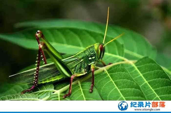 PTS¼Ƭ̿ Insects to the Rescueȫ1 -Ѹ