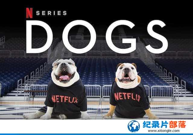 NetFlixȳ¼ƬȮ Dogsȫ2 -Ѹ