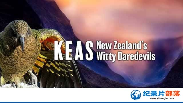 ¼Ƭģðռ KeasNew Zealands Witty Daredevilsȫ1-Ѹ