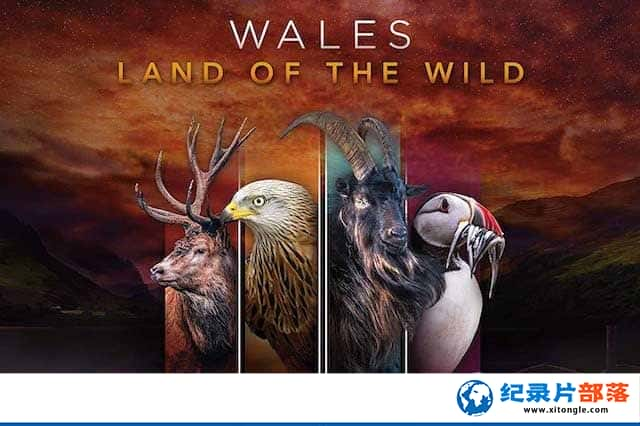 BBCȻ̬¼ƬʿҰ/Ұ˹ Wales: Land of the Wildȫ4ԭ -Ѹ