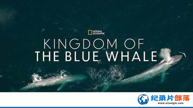 ҵ¼Ƭ Kingdom Of The Blue Whaleȫ1 -Ѹ