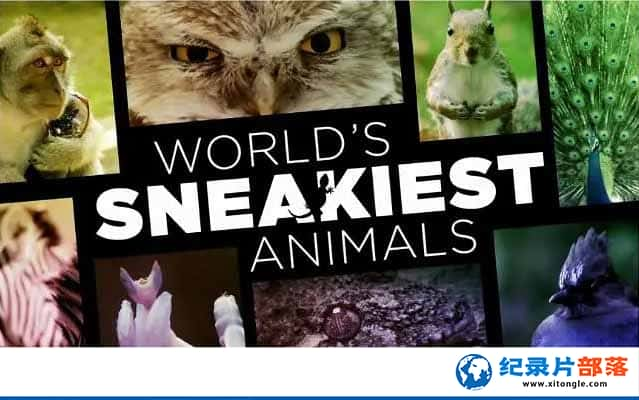 BBCҰ¼ƬƻĶ Worlds Sneakiest Animalsȫ3 -Ѹ