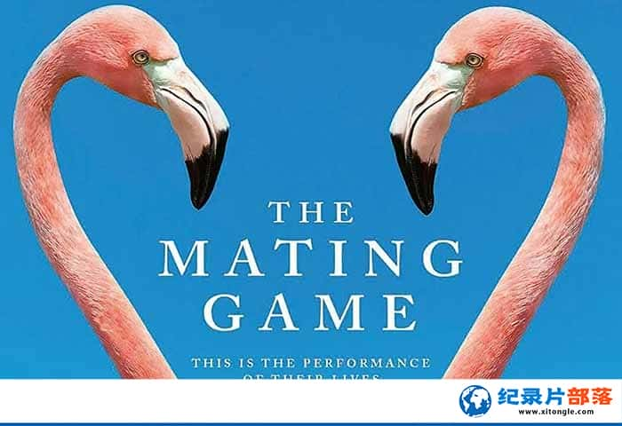 Ұﷱֳ¼ƬżϷ The Mating Gameȫ6 -Ѹ