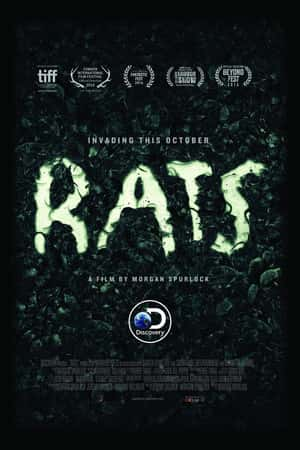 Ƽ¼ƬŦԼ󻼡(2016)Rats-Ѹ