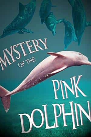 Ƽ¼Ƭɫ֮ա(2015)The Mystery of the Pink Dolphin-Ѹ