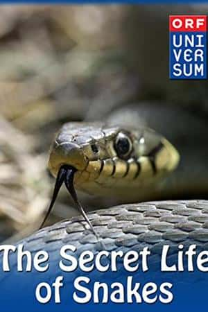 Ƽ¼Ƭߵ(2016)The Secret Life of Snakes-Ѹ