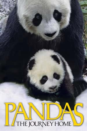 Ƽ¼Ƭè(2014)Pandas: The Journey Home-Ѹ