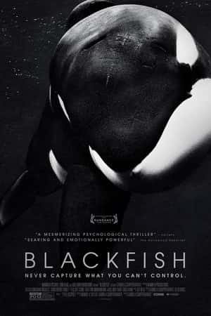 Ƽ¼Ƭھ(2013)Blackfish-Ѹ