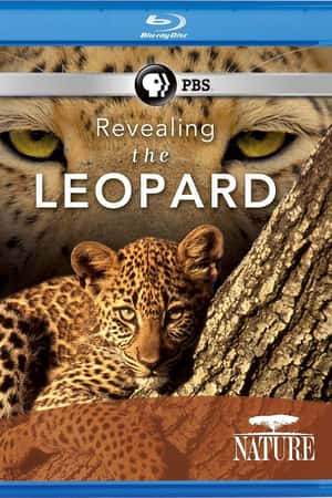 Ƽ¼Ƭޱ(2010)Revealing the Leopard-Ѹ