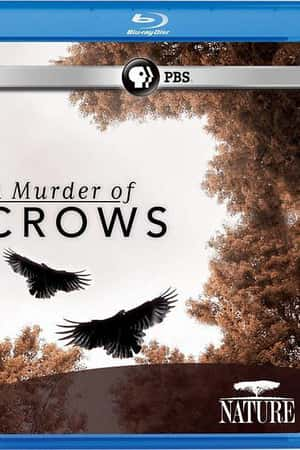 Ƽ¼Ƭѻ(2010)Nature: A Murder of Crows-Ѹ