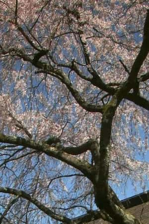 Ƽ¼Ƭʵ֮:֮ӣ(2010)Virtual Trip: Sakura Nostalgia-Ѹ