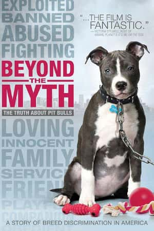 Ƽ¼Ƭسء(2010)Beyond the Myth: A Film About Pit Bulls and Breed Discrimina-Ѹ