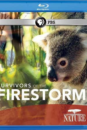 Ƽ¼ƬҴߡ(2011)Nature: Survivors of the Firestorm-Ѹ