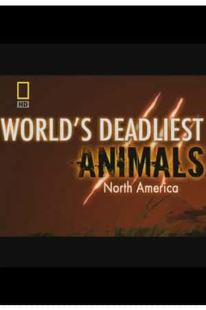 Ƽ¼ƬϵУƪWorld's Deadliest Animals: North America-Ѹ