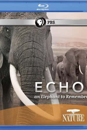 Ƽ¼Ƭ&quot;&quot;Ļ䡷(2010)Echo: An Elephant to Remember-Ѹ