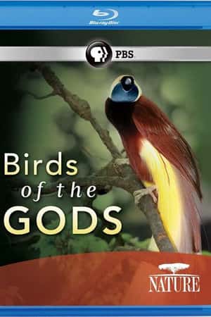 Ƽ¼Ƭ(2011)Nature: Birds of the Gods-Ѹ