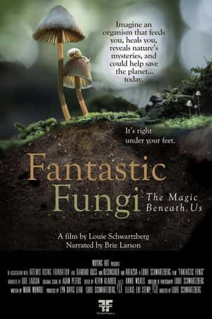 Ƽ¼Ƭ(2019)Fantastic Fungi-Ѹ