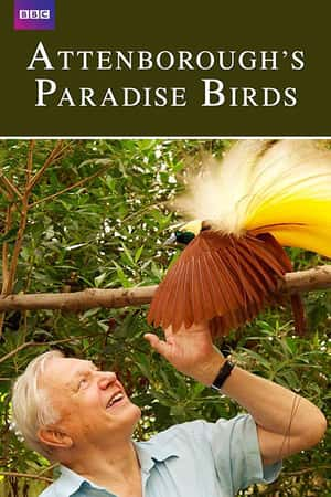 Ƽ¼ƬǱļ硷(2015)Attenborough's Paradise Birds-Ѹ