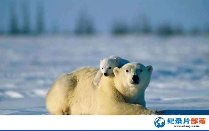 ¼Ƭ֮ܵ Evolution of the Polar Bear-