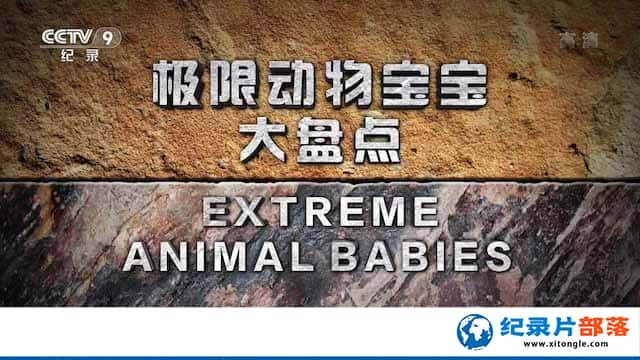 ¼Ƭ޶ﱦ̵ Extreme Animal Babies-