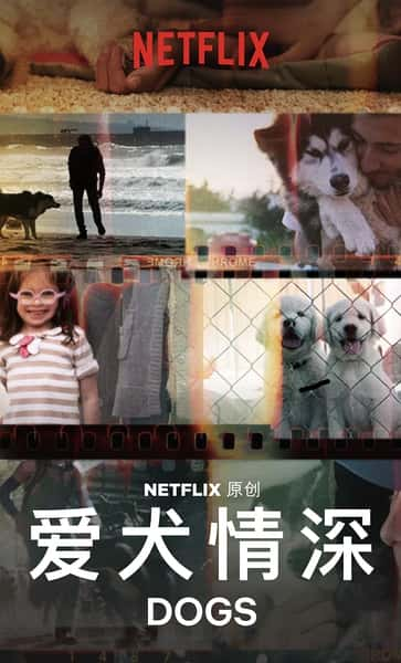 Netflix纪录片《爱犬情深 全2季 / Dogs》全集-高清完整版网盘迅雷下载