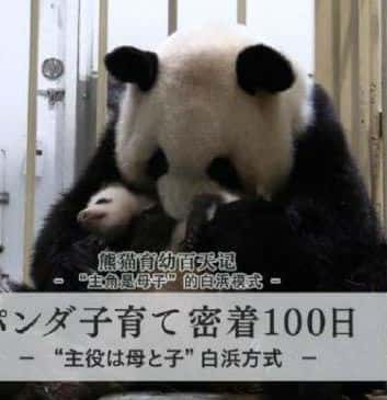 NHK纪录片《熊猫育幼百天记 / “主角是母子”的白浜模》全集-高清完整版网盘迅雷下载